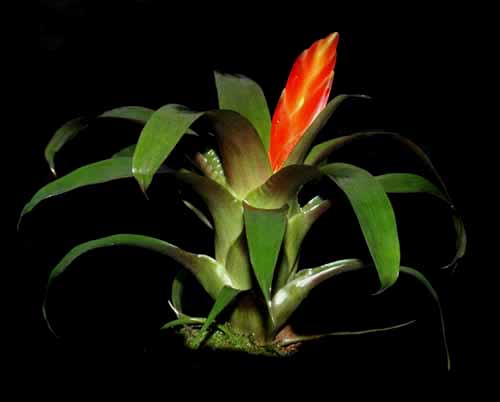 ورزیا دوالیانا